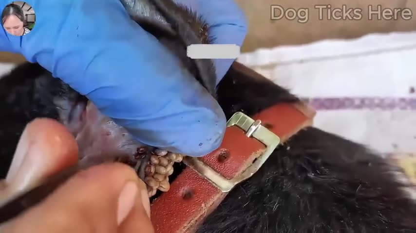 Dog tick care footage 1