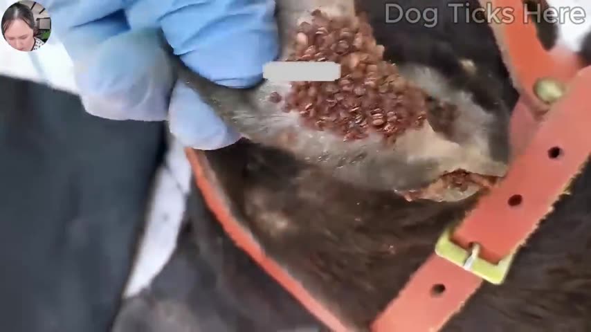 Dog tick care footage 2