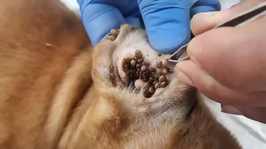 Dog tick care footage 3