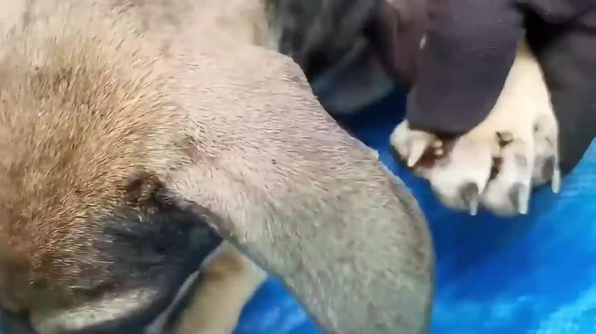 Dog tick care footage 5