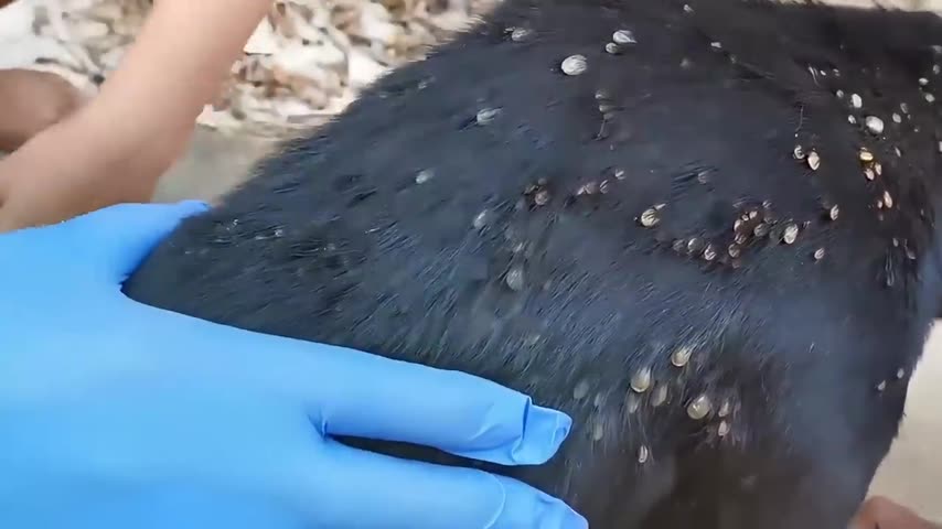 Dog tick care footage 6